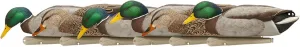 Avian X Topflight Backwater Mallards Duck Decoys Pack, Ultra Realistic Floating Mallard Hunting Decoy, 3 Feeding Postures