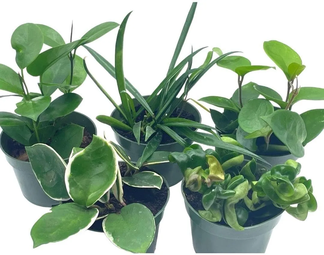 BubbleBlooms Hoya Assortment Set, 5 Different Hoyas in 4 inch pots Grower's Choice