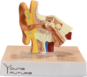 Human Ear Anatomy Model - Highly Detailed 3D Simulation Ear Model for Medical Study, Desktop Display, Classroom Teaching, Auditory Learning, and Science Education