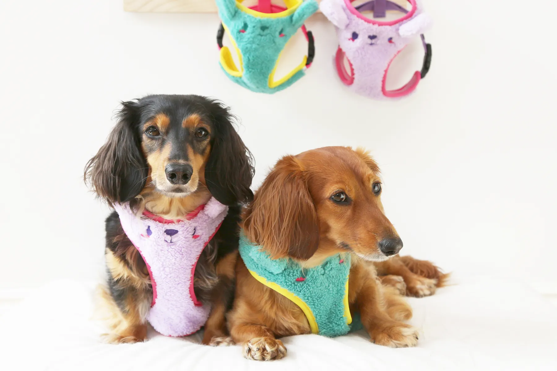 Matcha-kuma harness •ᴥ• ふわふわクマ