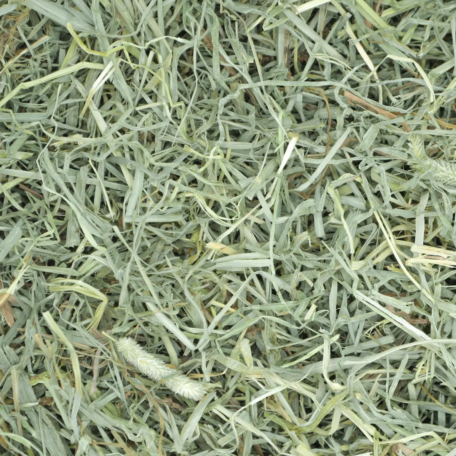 Oxbow Timothy Hay, Premium Food for Rabbits, Guinea Pigs, and Chinchillas, Prime Cut, High-Fiber Hay, Rabbit Dental Health (Soft & Lush, 40 oz)