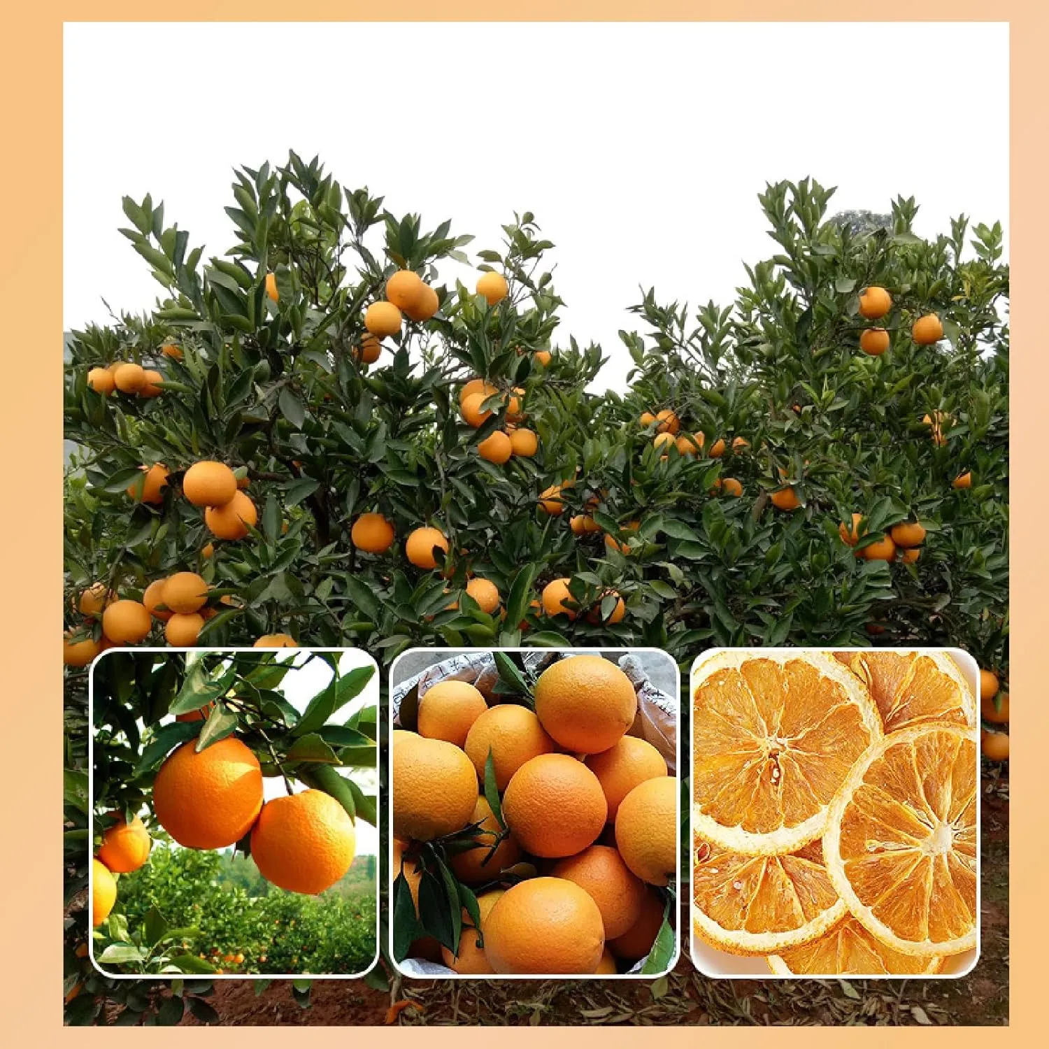TXDYNLLK Dried Orange Slices 17.6oz(500g) Dehydrated Oranges for Vibrant Cocktails, Festive Christmas Decor, Aromatic Candles, Creative Crafts-Citrus Wheels Perfect for Flavorful Fruit Tea